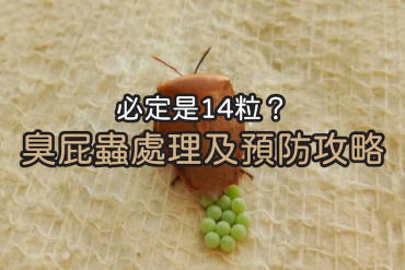 臭屁蟲蟲卵處理-預防臭屁蟲入屋-14粒臭屁蟲蛋