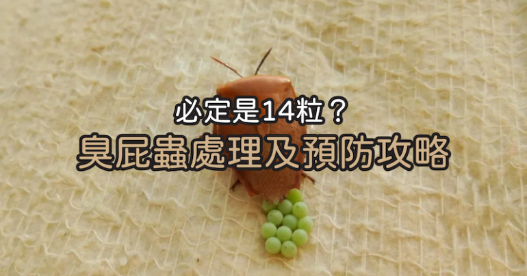 臭屁蟲蟲卵處理-預防臭屁蟲入屋-14粒臭屁蟲蛋