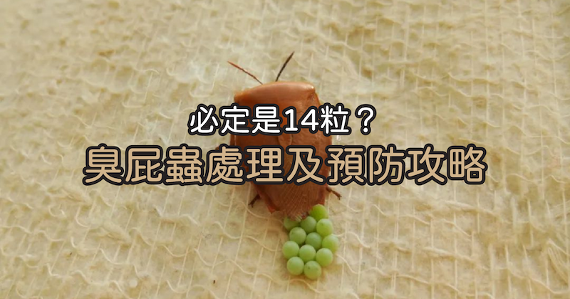 臭屁蟲蟲卵處理-預防臭屁蟲入屋-14粒臭屁蟲蛋